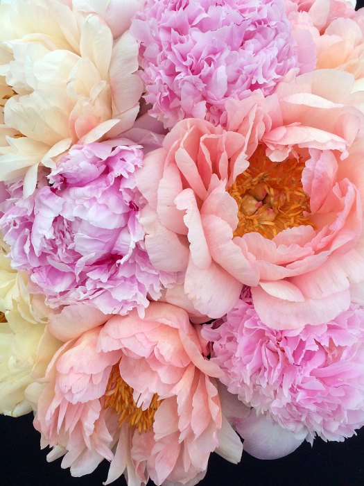 Close up of pink, peach and cream peonies