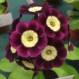 Crimson auricula with a pale yellow centre