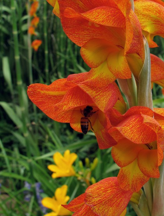 Gladiolus dalenii with a bee