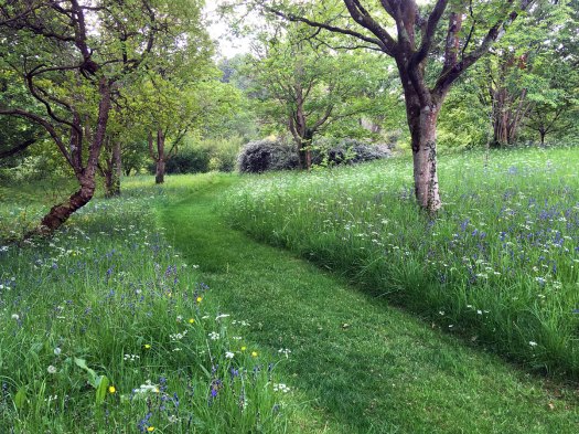 Wildflowers in grass with a path mown through
