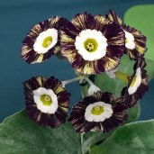 Rich maroon and gold striped auricula