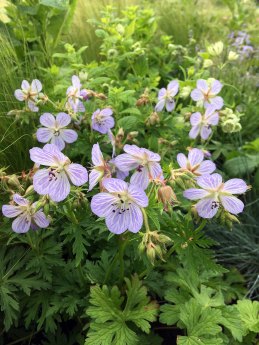 Geranium pratense with other greenery in a long border