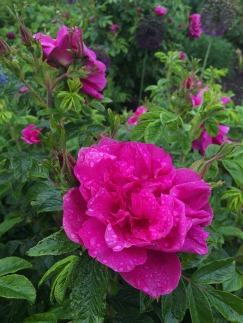 Rugosa rose with double flowers