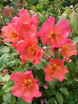 Rosa Morning Mist - single orange shrub rose