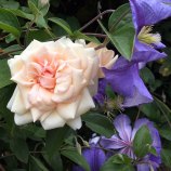 Rosa 'Reve d'Or' and Clematis 'Perle d'Azur'