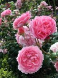 Rosa 'Strawberry Hill' at Rosemoor Garden