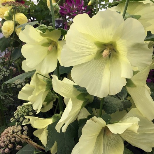 Creamy yellow hollyhocks with a double yellow in the background