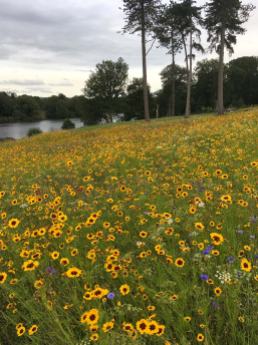 Coreopsis in a wildflower meadow at Trentham Gardens