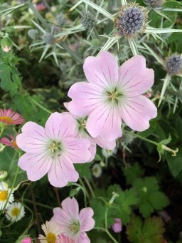 Geranium 'Dreamland' has veined pale pink flowers