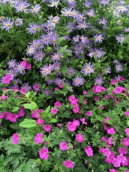 Geraniums with asters
