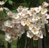 Cluster of pale pink, single rambler rose