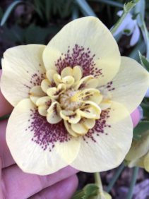 Yellow anemone centered hellebore with maroon spotting
