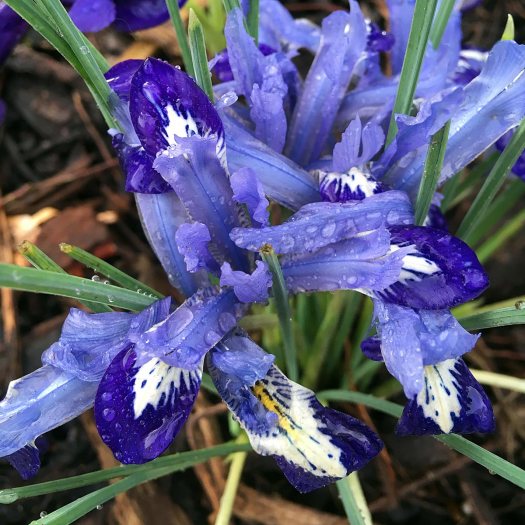 Deep blue Iris reticulata