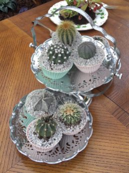 Cactus cupcakes on a silver cake tray