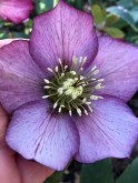 Close up of beautiful lilac hellebore with darker edge