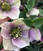 Cream hellebore speckled with purple