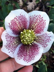 White hellebore with purple spots and a clear edge