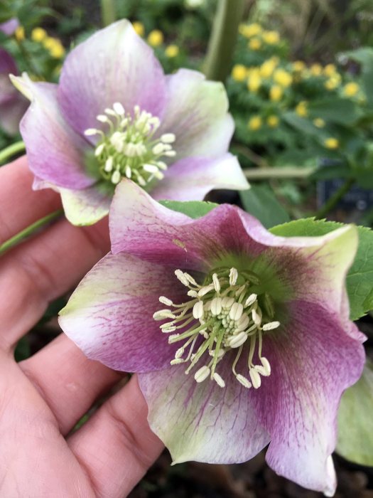 Two patterned pink hellebores