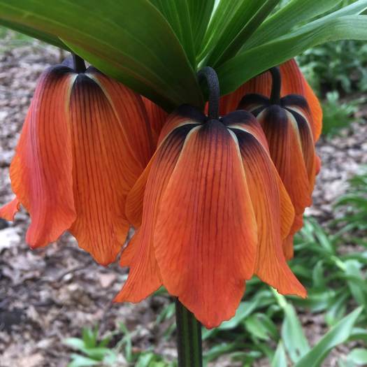 Fritillaria imperialis - close up of an orange flower with brown markings