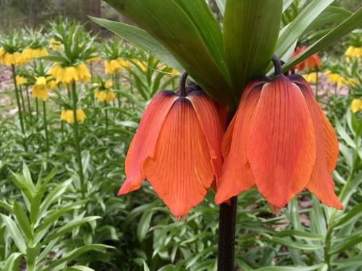Fritillaria imperialis orange with yellow in the background