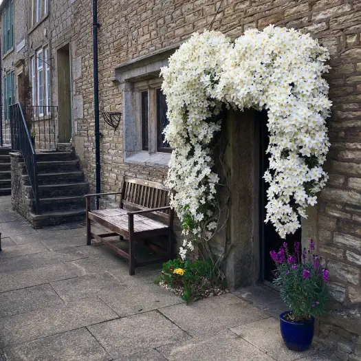 Clematis forming a heart shape round the door of a stone terraced house