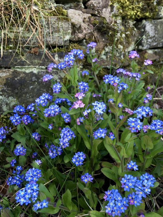 Variations on a Theme: Forget-me-not, Heartleaf or Green Alkanet? – Susan  Rushton