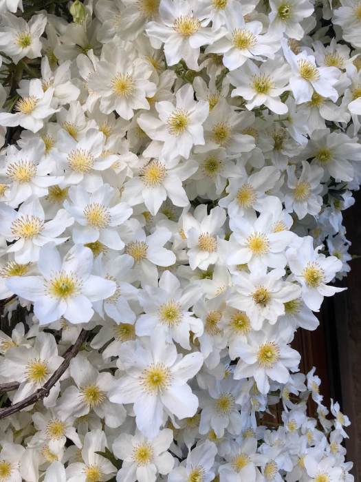 Silky white clematis flowers with yellow stamens