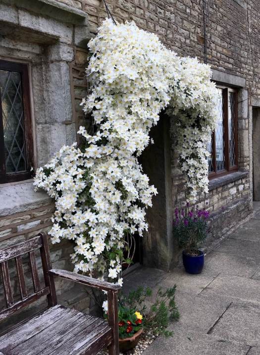 Clematis smothered with white flowers