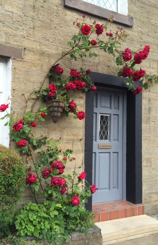 Red roses round the door
