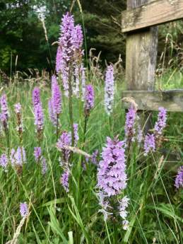 Dactylorhiza fuchsii | cluster of common orchids