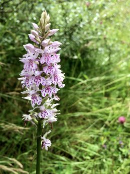 Pale common spotted orchid