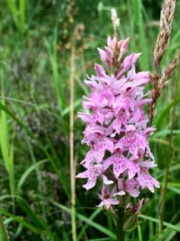 Pink common spotted orchid