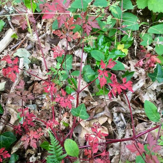 Red herb Robert foliage with ivy and fallen leaves