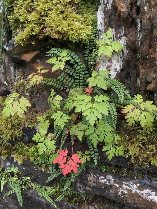 Herb Robert with ferns on a mossy wall