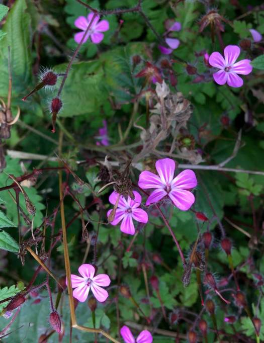 Herb Robert flower and hairy seeds