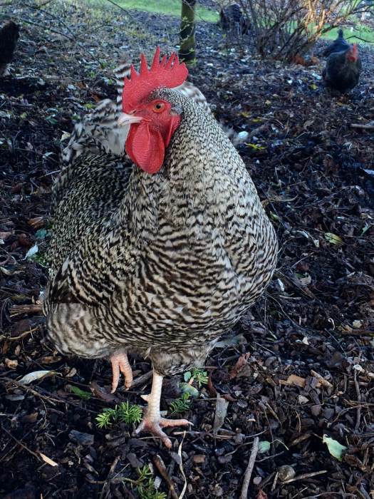 Barred Plymouth Rock chicken with single red comb