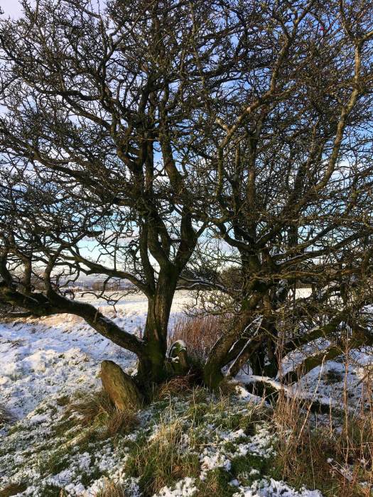 Winter hawthorn with stone at its base