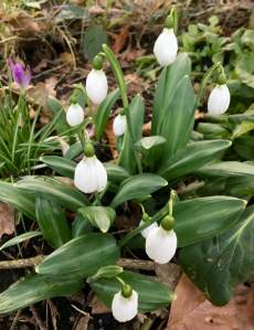 Galanthus plicatus with broad leaves