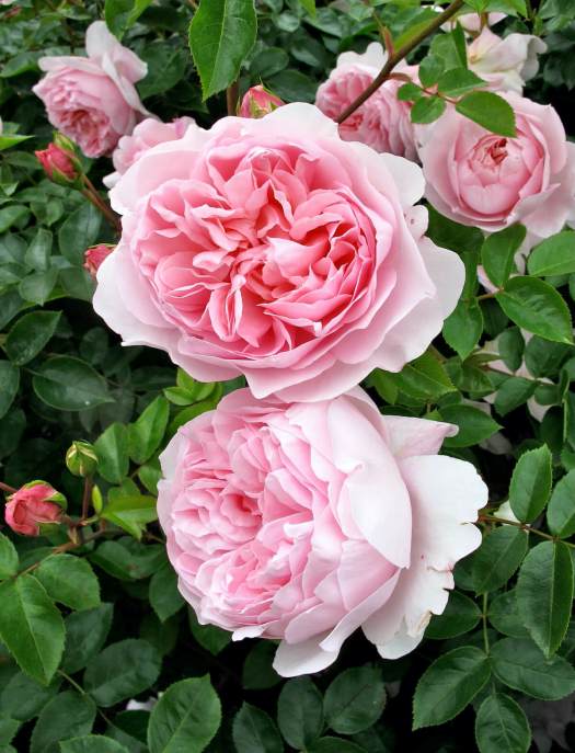 Old-fashioned Pink Roses With Lots of Petals – Susan Rushton