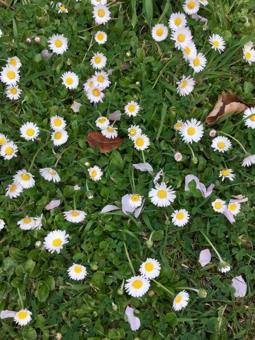 Common daisies