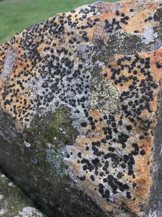 Lichens with black
