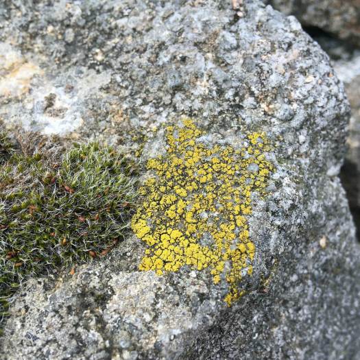 Yellow lichen alongside moss on a stone