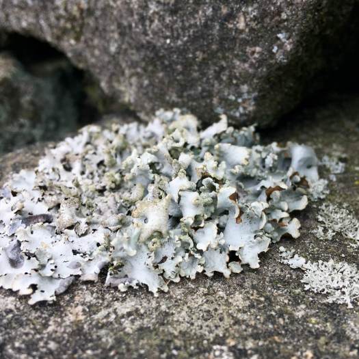 Raised type of lichen