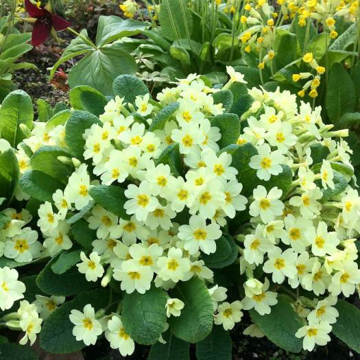 Comparison between primroses and cowslips