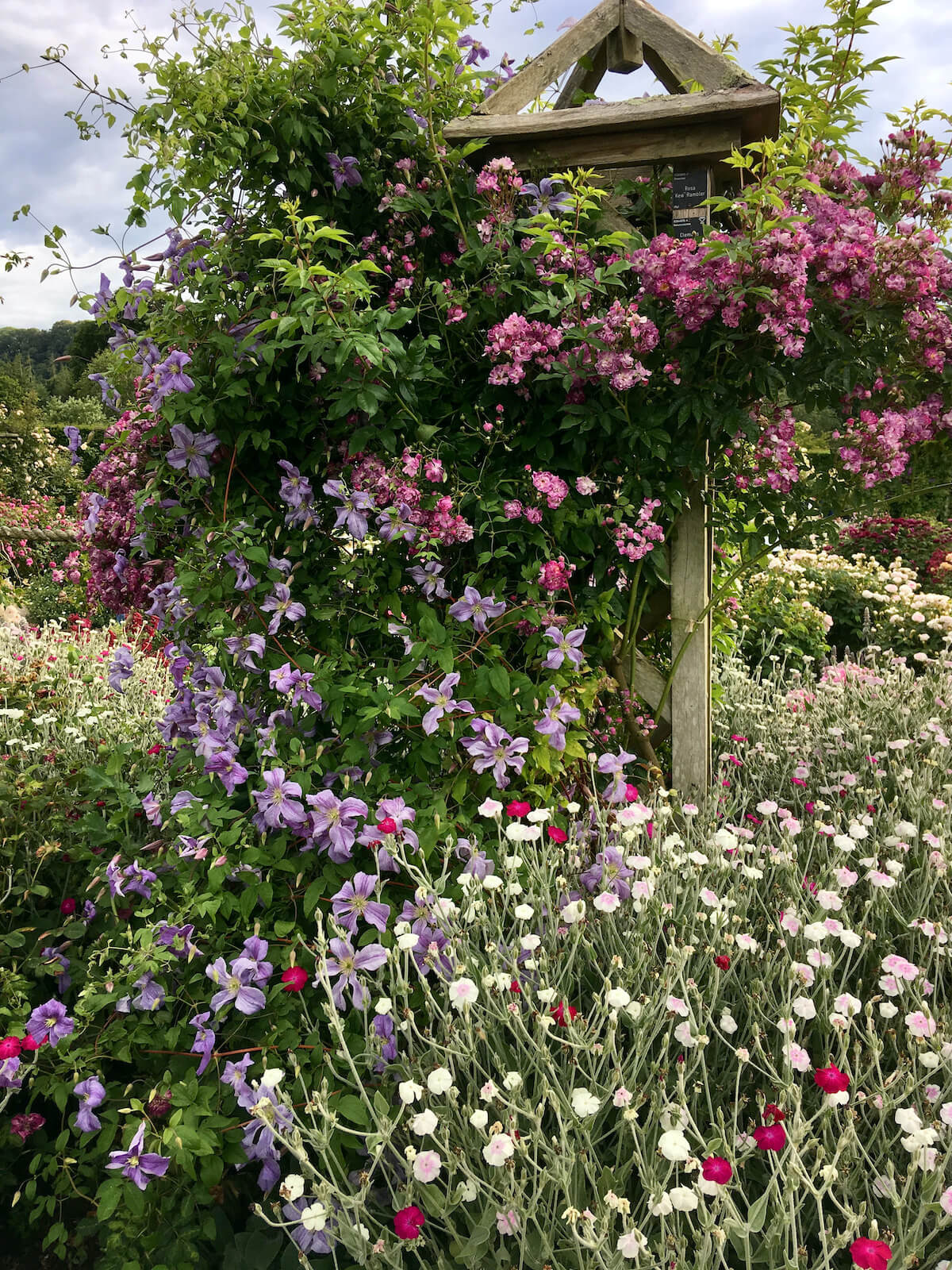 Great Companion Plants for a Cottage Garden: Roses – Susan Rushton
