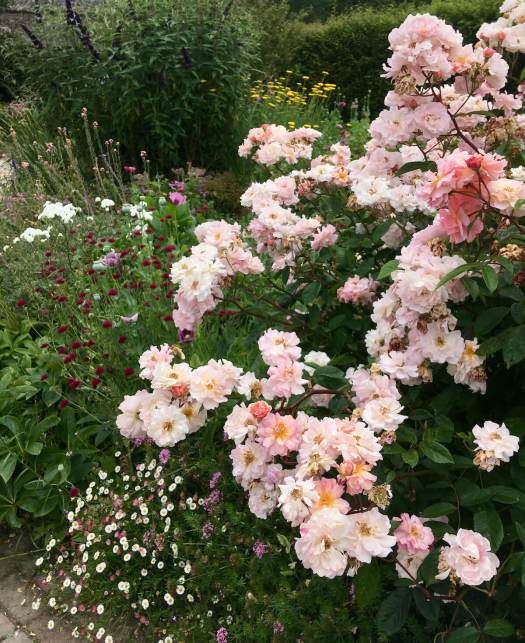 Roses with perennials including Erigeron and Knautia