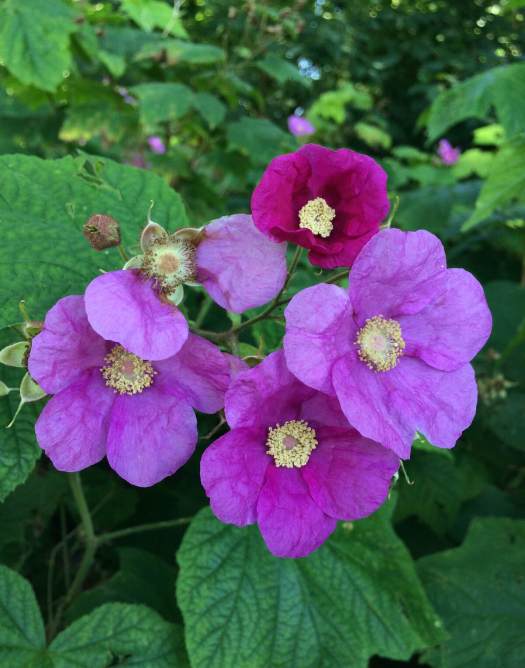 Rubus odoratus: purple flowering raspberry