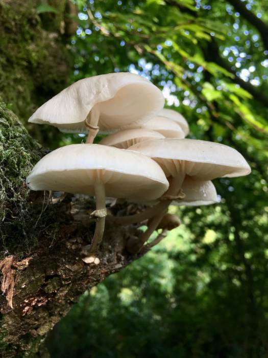 Pale mushrooms on a beech tree