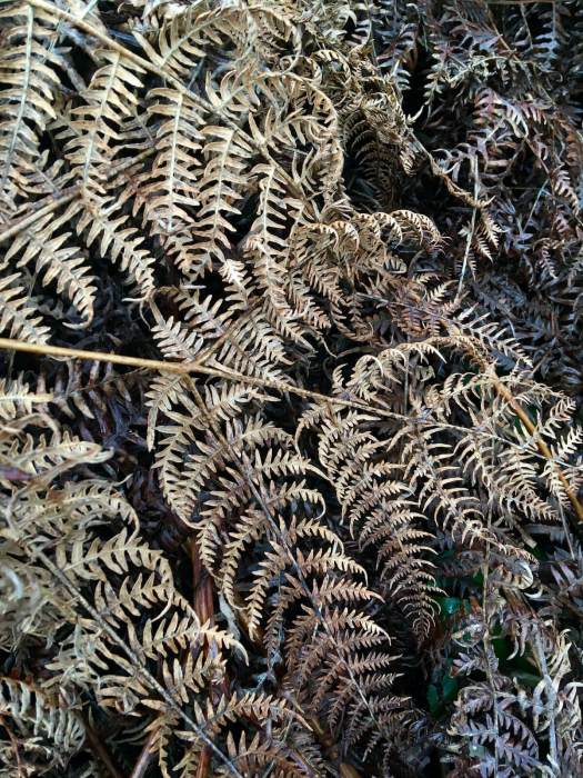 Dried-up fern makes curly patterns