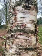Birch with flaky bark